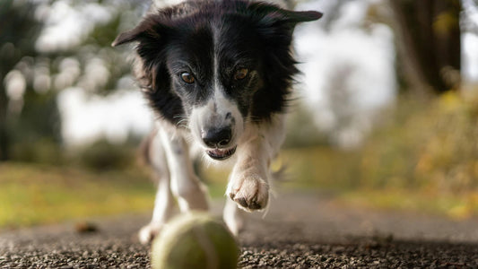 Products to Help Prevent Dogs from Eating Grass