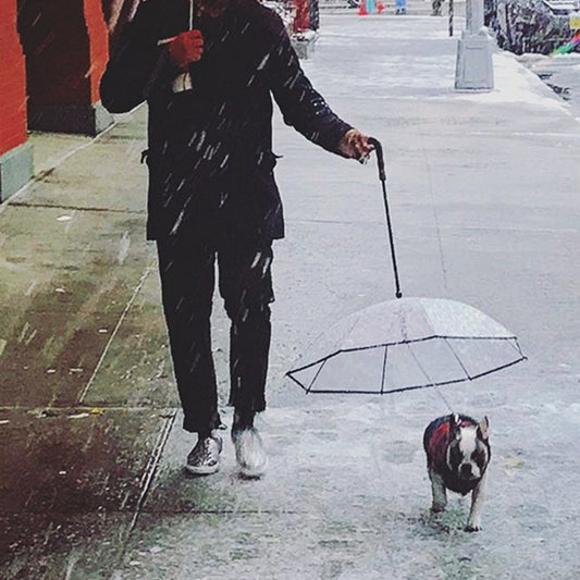 Rainy Day Paws: Transparent Dog Umbrella